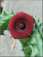 Huernia schneideriana